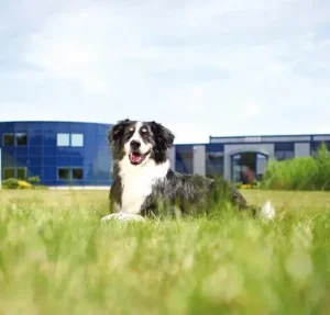 Ein Hund liegt auf einer Wiese